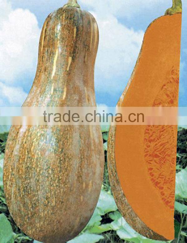 MPU01 Peng hammer shape hybrid chinese pumpkin seeds company