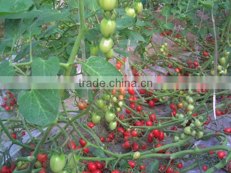 high resistance high yield hybrid F1 cherry tomato seeds