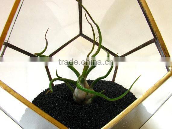 Gold Wedding Crystal Garden Glass Geometric Terrarium