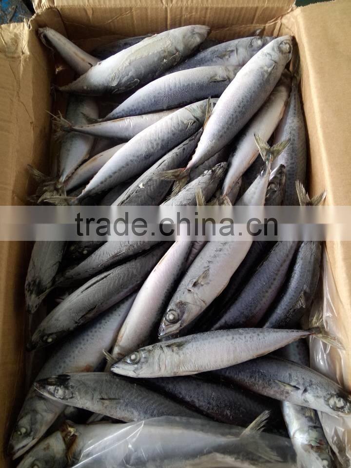 100-200g W/R frozen scomber japonicus pacific mackerel