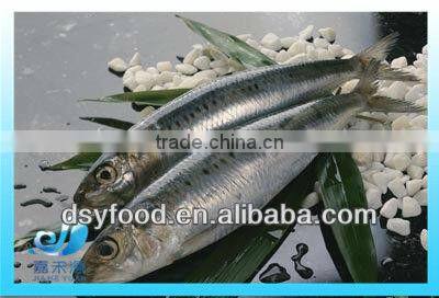frozen fresh sardine