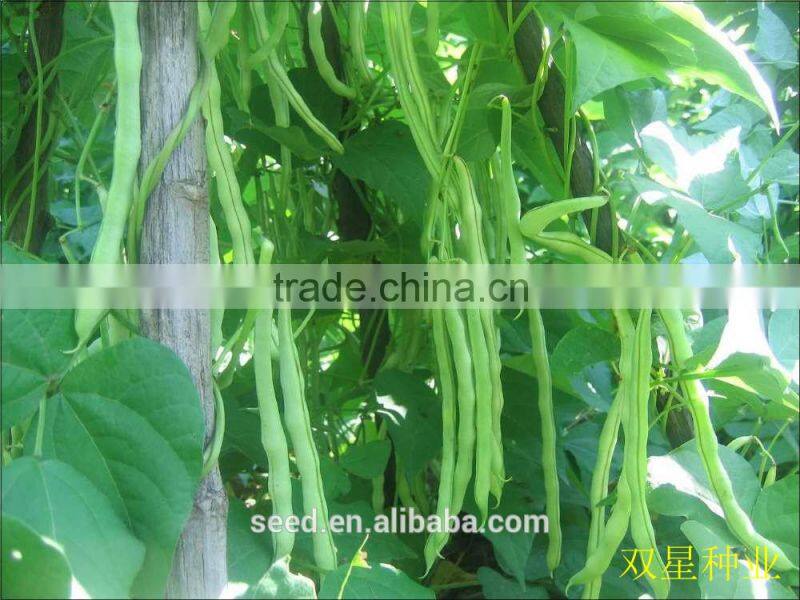 hybrid vegetable seeds SX Kidney Bean Seeds No.1410