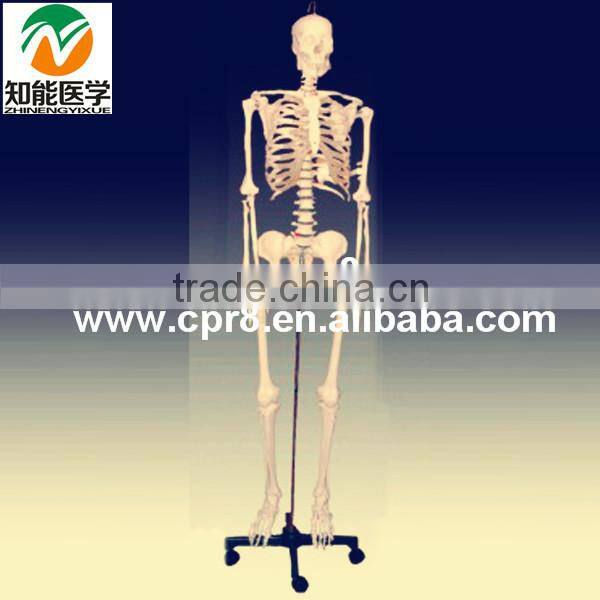 84cm Medical Artificial Human Anatomical Skeleton Model