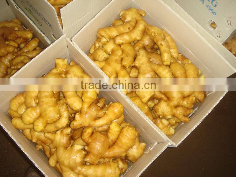 Fresh ginger/Fresh ginger in goog price/Chinese ginger