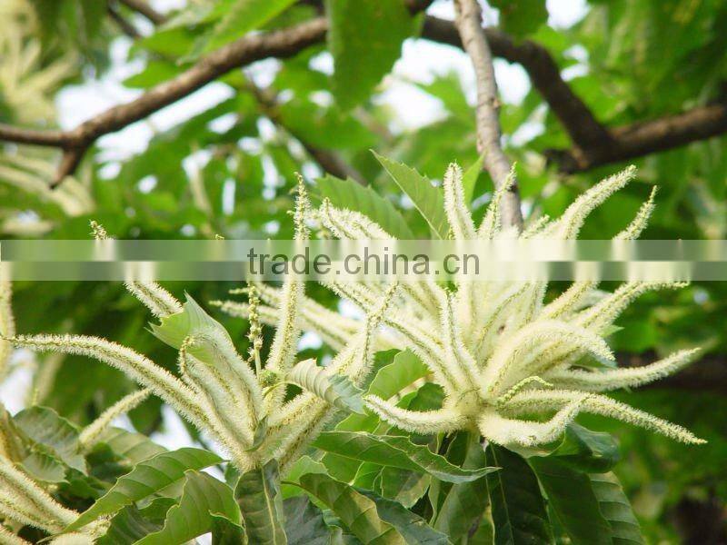 Nut (Chestnut)