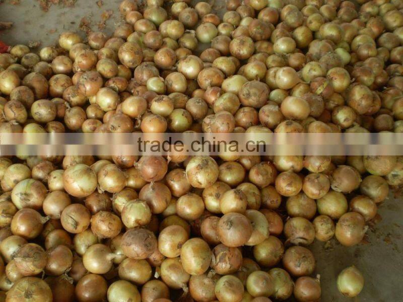 Wholesale Yellow Onions 2016 Crop New Arrival!