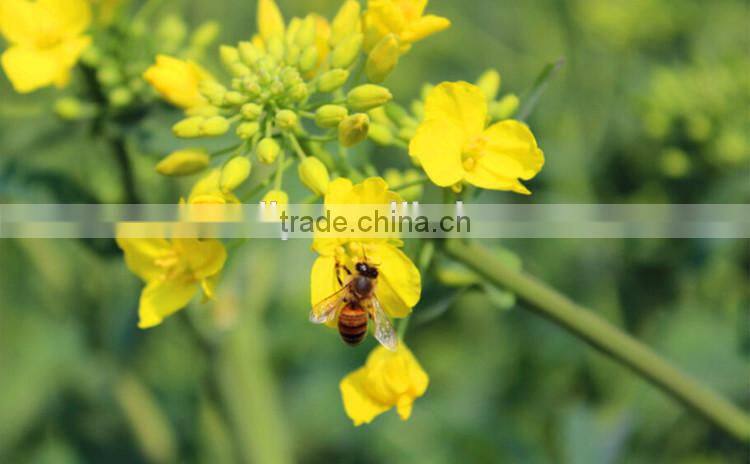 Competitive Price Fresh Organic Royal Jelly 10-hda 1.8%