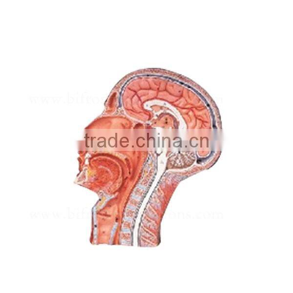 Biological Teaching Aids Vascular Structure Facial Nerve Blood Vessels Model