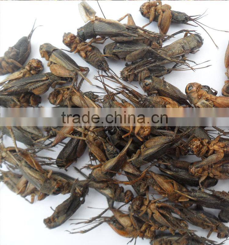 Pet food importers food pet food crickets