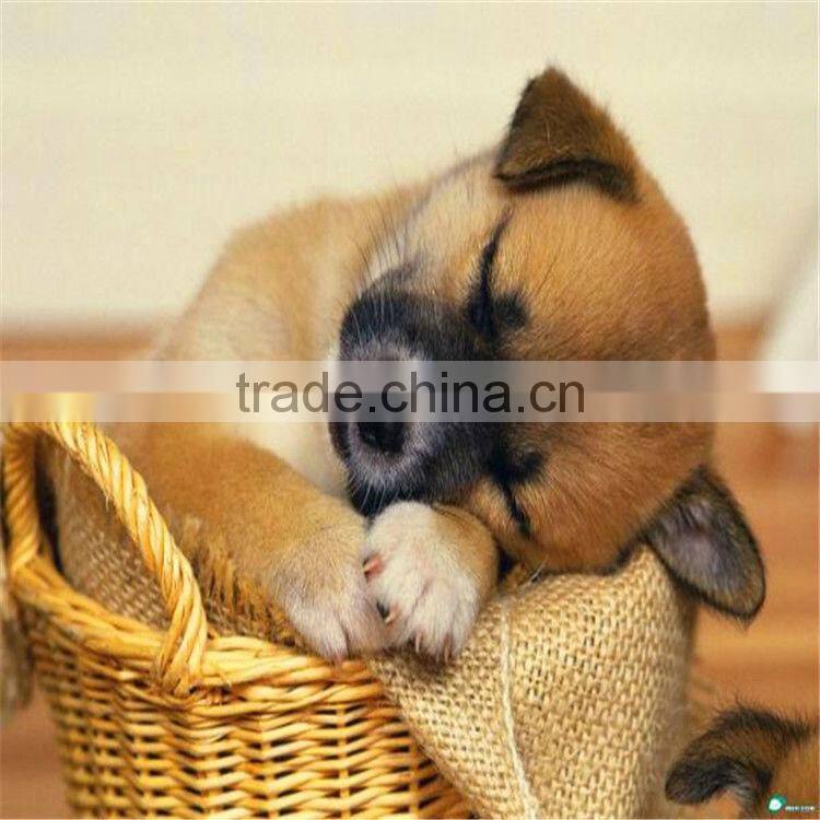 the newest wicker dog beds