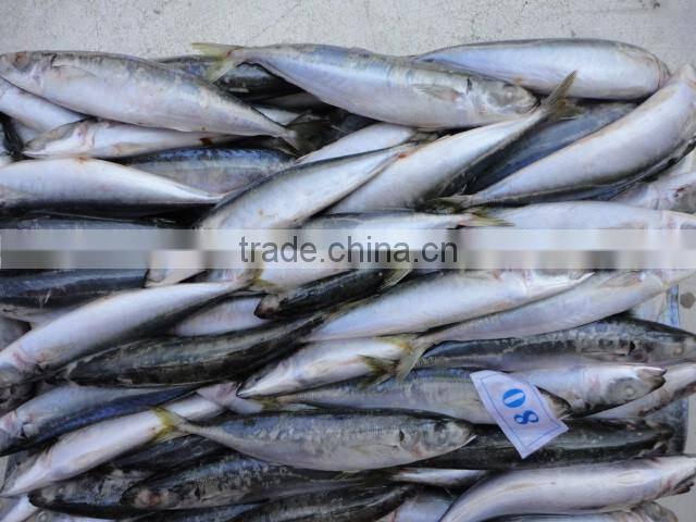 round scad(decapterus macarellus)