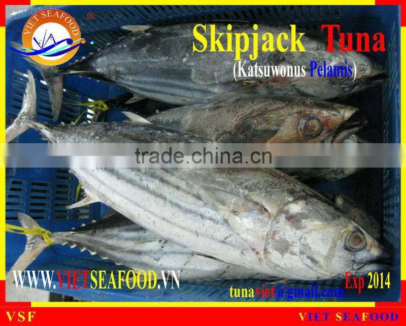 W/R FROZEN SKIPJACK TUNA
