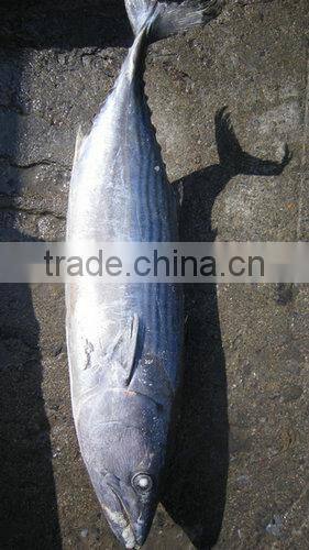 Frozen bonito tuna loin (sarda sarda)