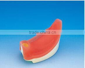 Typodont Orthodontic Model for Practicing teeth model factory