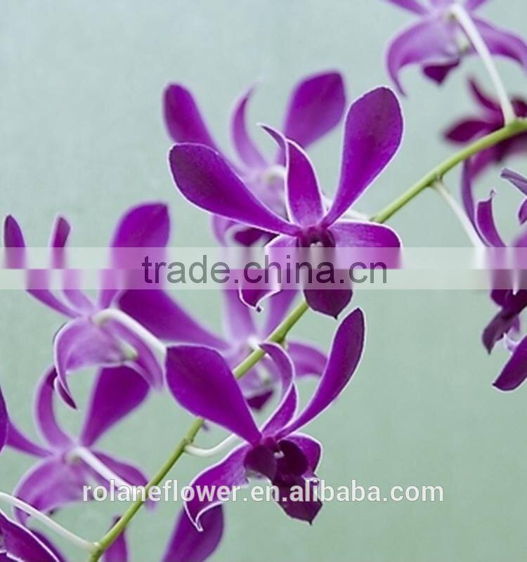 purple cattleya orchid plants export for wedding event decoration