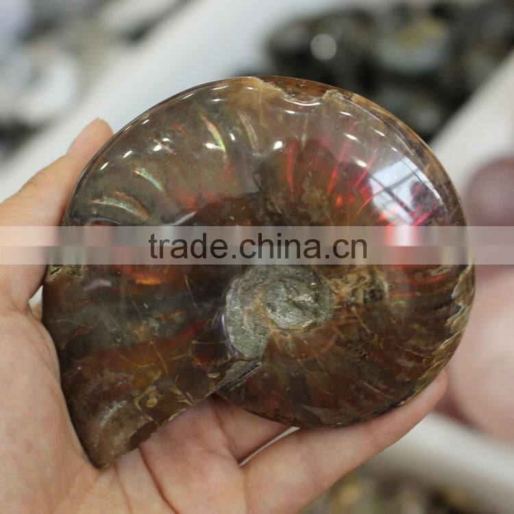 Natural rainbow ammonite fossils snail fossils specimen minerals