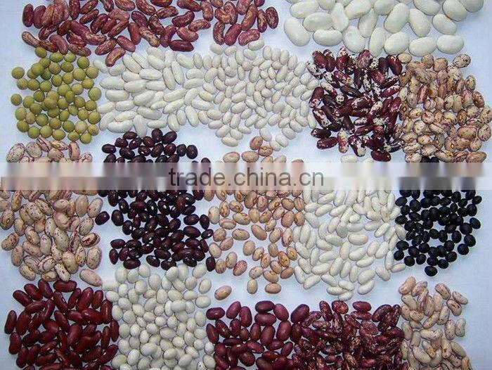 new light speckled kidney beans
