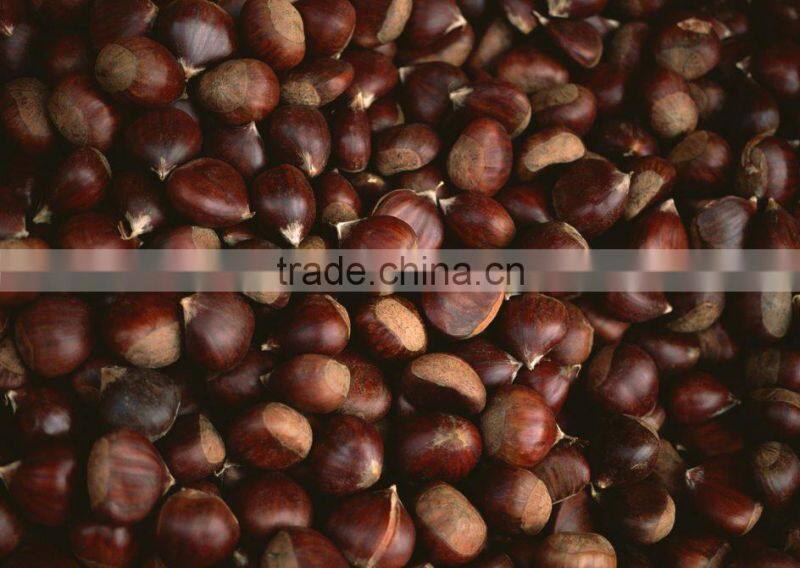 Fresh Chestnuts Crop 2011