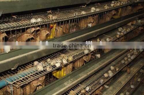 6 tires 400 automatic quails cage one side/6 tiers two sides 800 quails cages