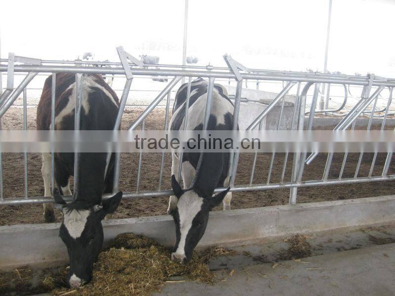 self locking stanchions for cow