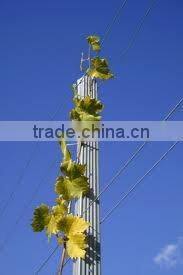 grape post