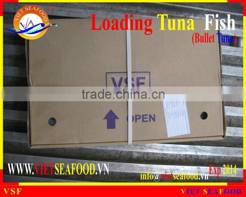 LOADING WHOLE ROUND BULLET TUNA