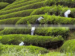 Japanese Green Tea Powder organic Matcha grown in Uji Kyoto Harima en