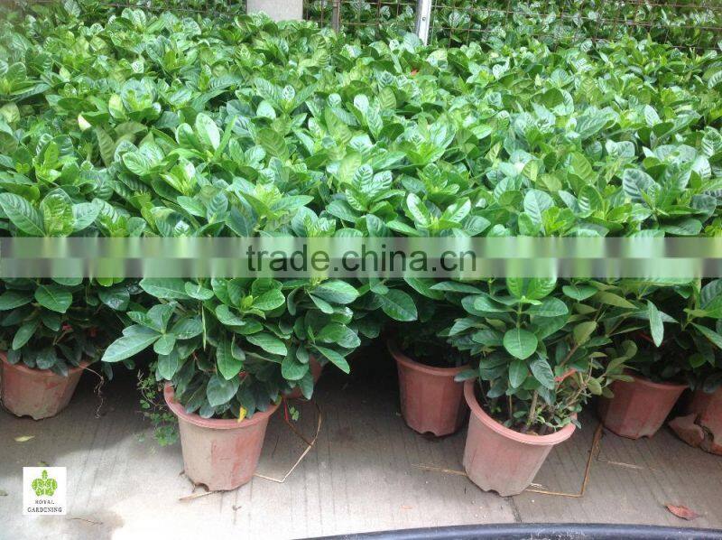 Gardenia jasminoides ornamental plants