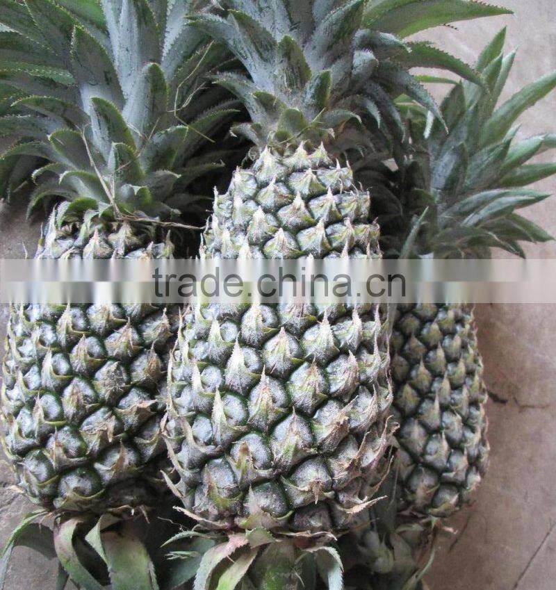 Fresh sweet Pineapple with best price from Vietnam