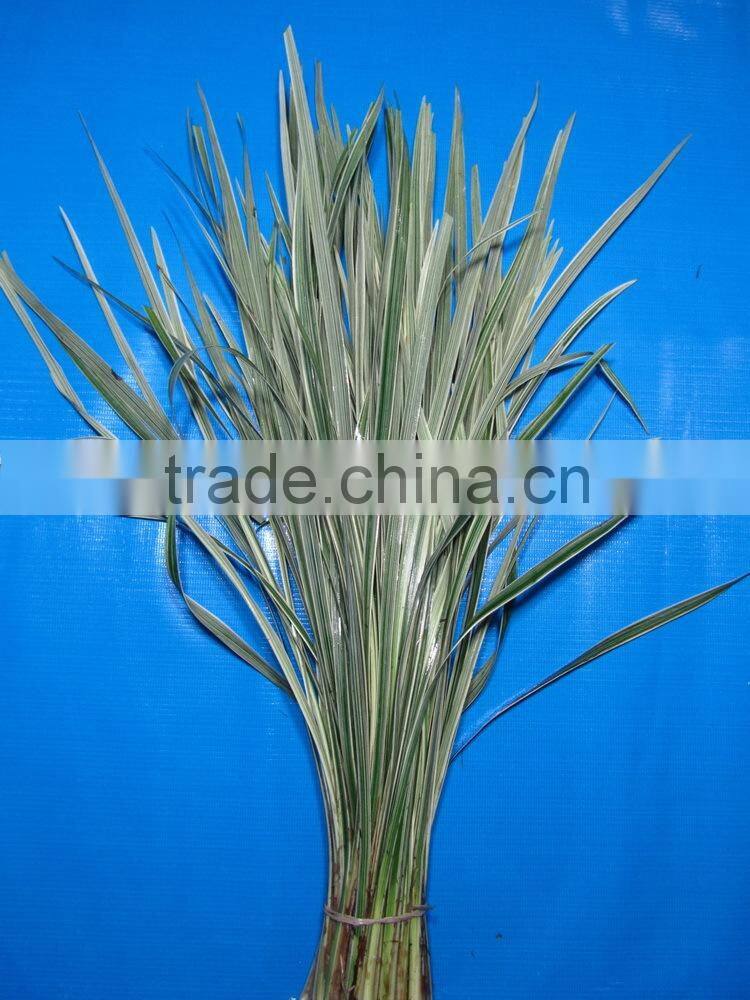 Most popular hot sale 2015 most realistic cut foliage