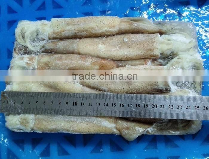 Frozen Squid illex whole round