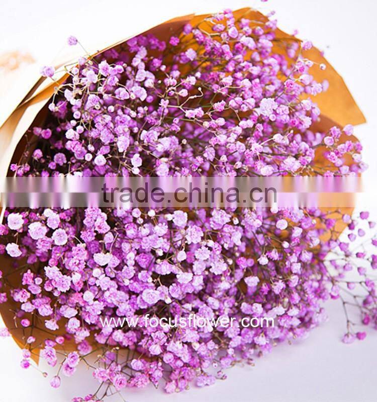 Wholesale Tropical Flowers Fresh Cut Babysbreath Global Distribution Baby's Breath