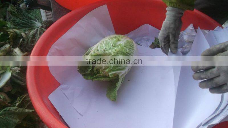 fresh cabbage chinese cabbage chinese beijing cabbage long cabbage