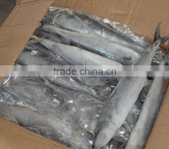 Frozen Atlantic Mackerel Scomber scombrus, Spanish Mackerel