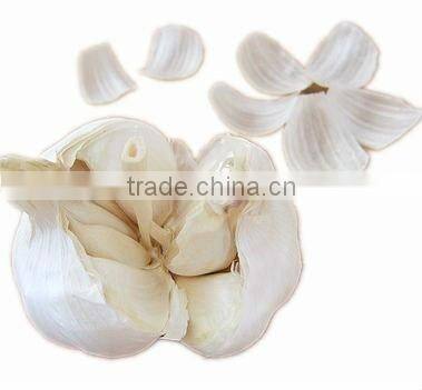 Fresh Garlic peeled pure white