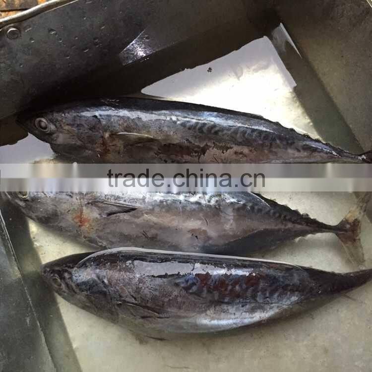Frozen bonito tuna frozen bonito fish for sale