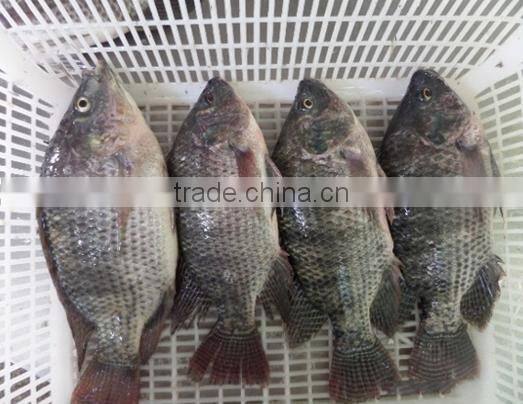 BQF good quality Tilapia whole round 200-300g 300-500g