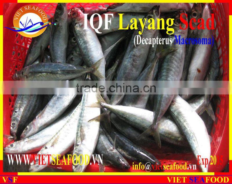IQF LAYANG SCAD WHOLE ROUND