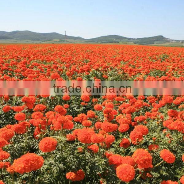 Zeaxanthin of Marigold Extract to Protect Eyesight