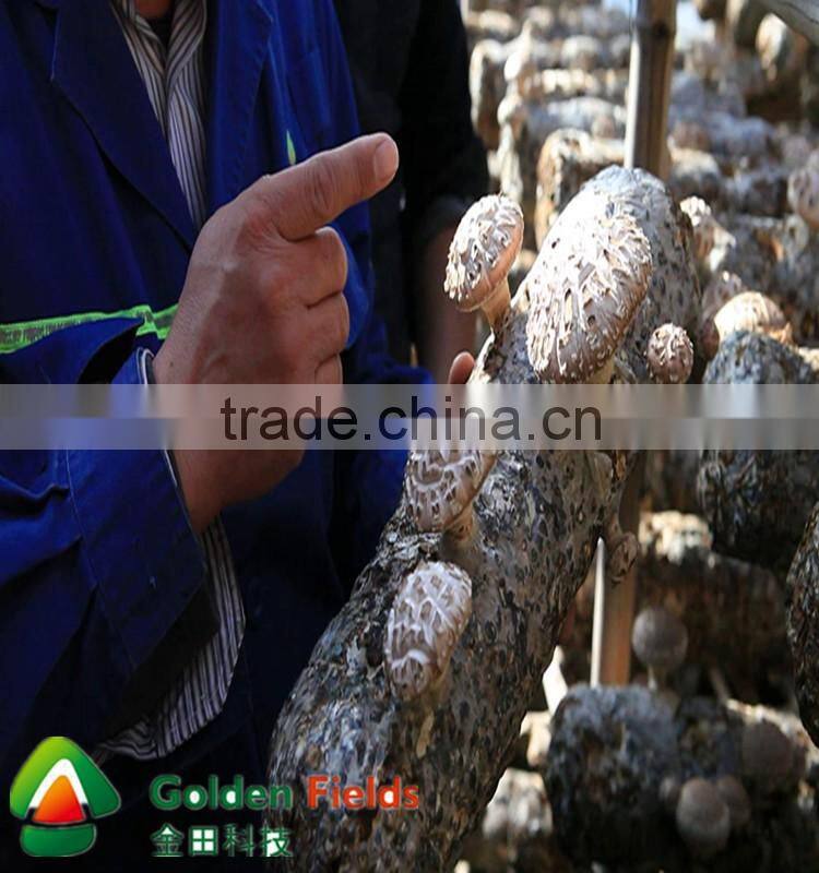 anti-cancer organic wholesale competitive shiitake mushroom export price