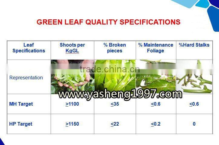 Hot Sale Tea Leaf Harvesting Machinery for Sale