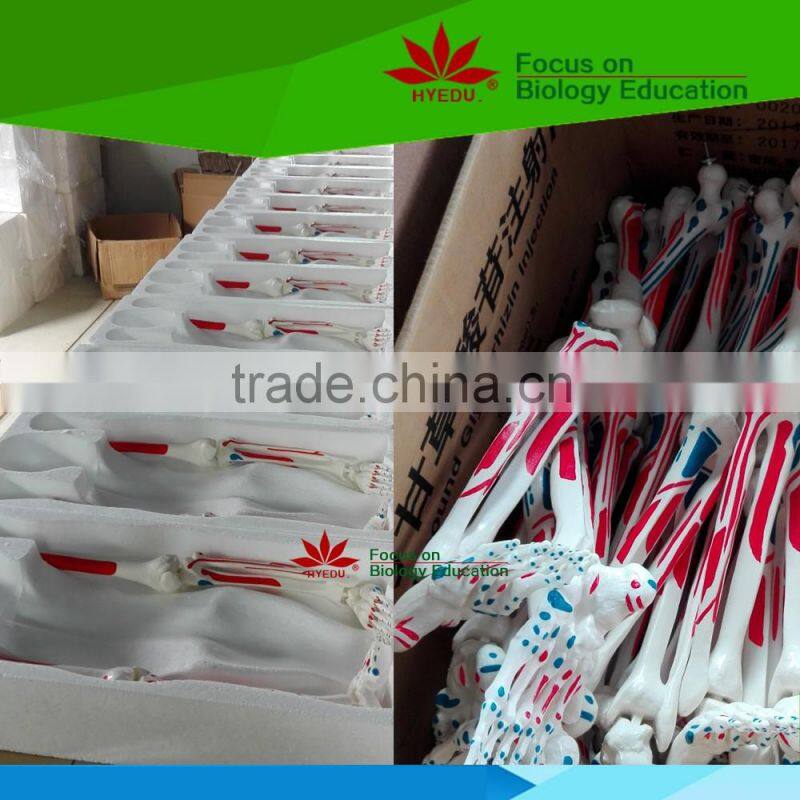 High quality Flexible spinal column with colour coded regions