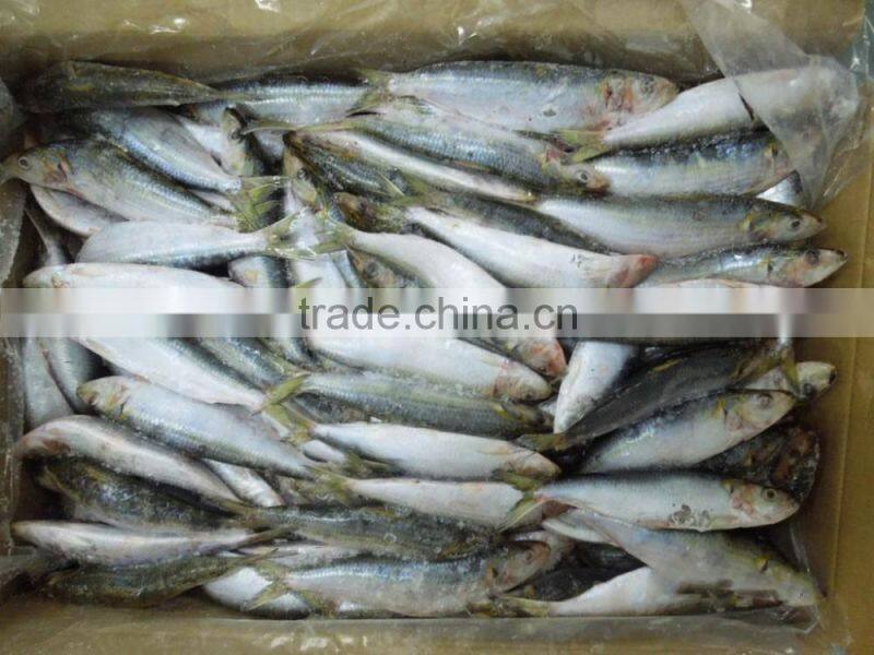 Frozen Sardine Fish For Bait And Canning