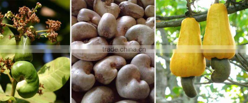 Raw Dried Cashew Nut/Cashew nuts in Africa