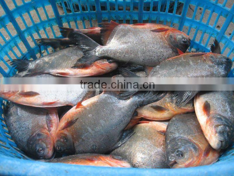 High quality frozen black pomfret 500-1000g IQF