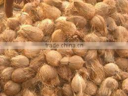 Matured coconut for Iran