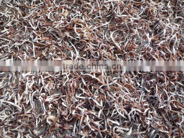 Block black fungi with white back