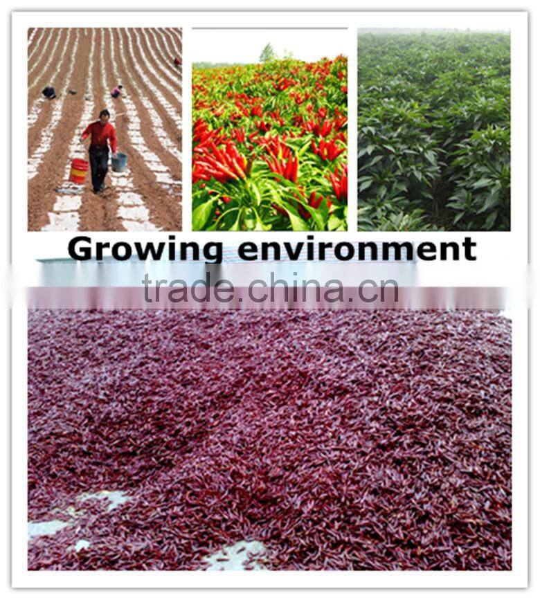 hot new products for 2015 chili pod,Chili King red chily sauce