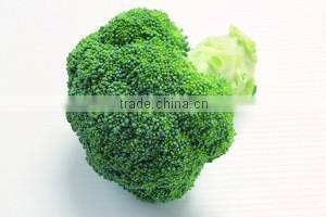 Fresh broccoli/green broccoli for export