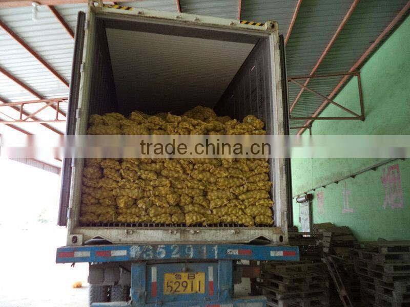 Sell 2013 Fresh holland potato